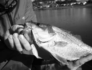 Bass can be caught on small hardbodies in the upper reaches of the Tweed throughout the Winter.